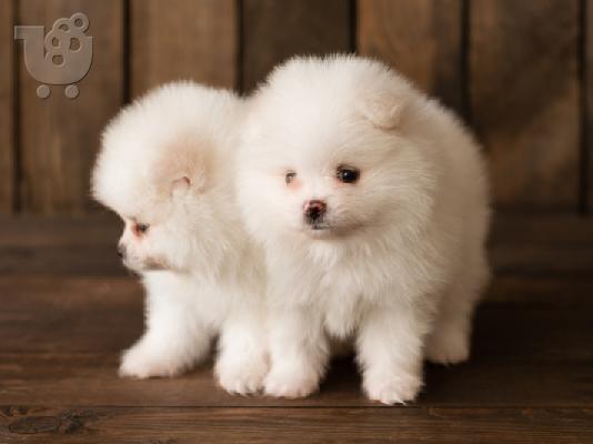 PoulaTo: Ζάχαρη κουτάβια Pomeranian